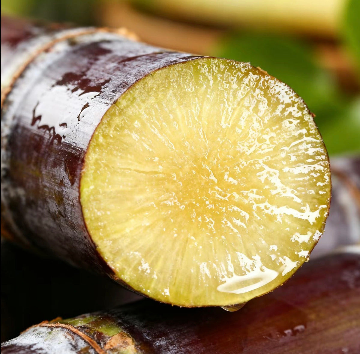 SweetHarvest Sugarcane Seeds by V.I.P Digital Presence