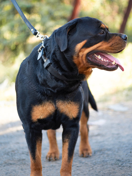 Agitation Leather Dog Collar by Classy Leather Bags