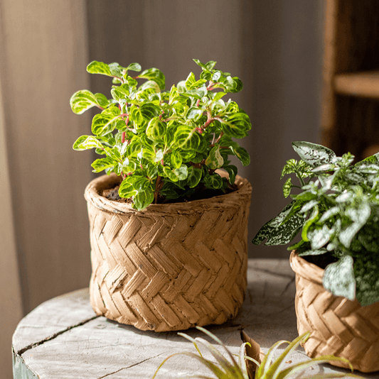 Bamboo Looking Cement Planter by RusticReach