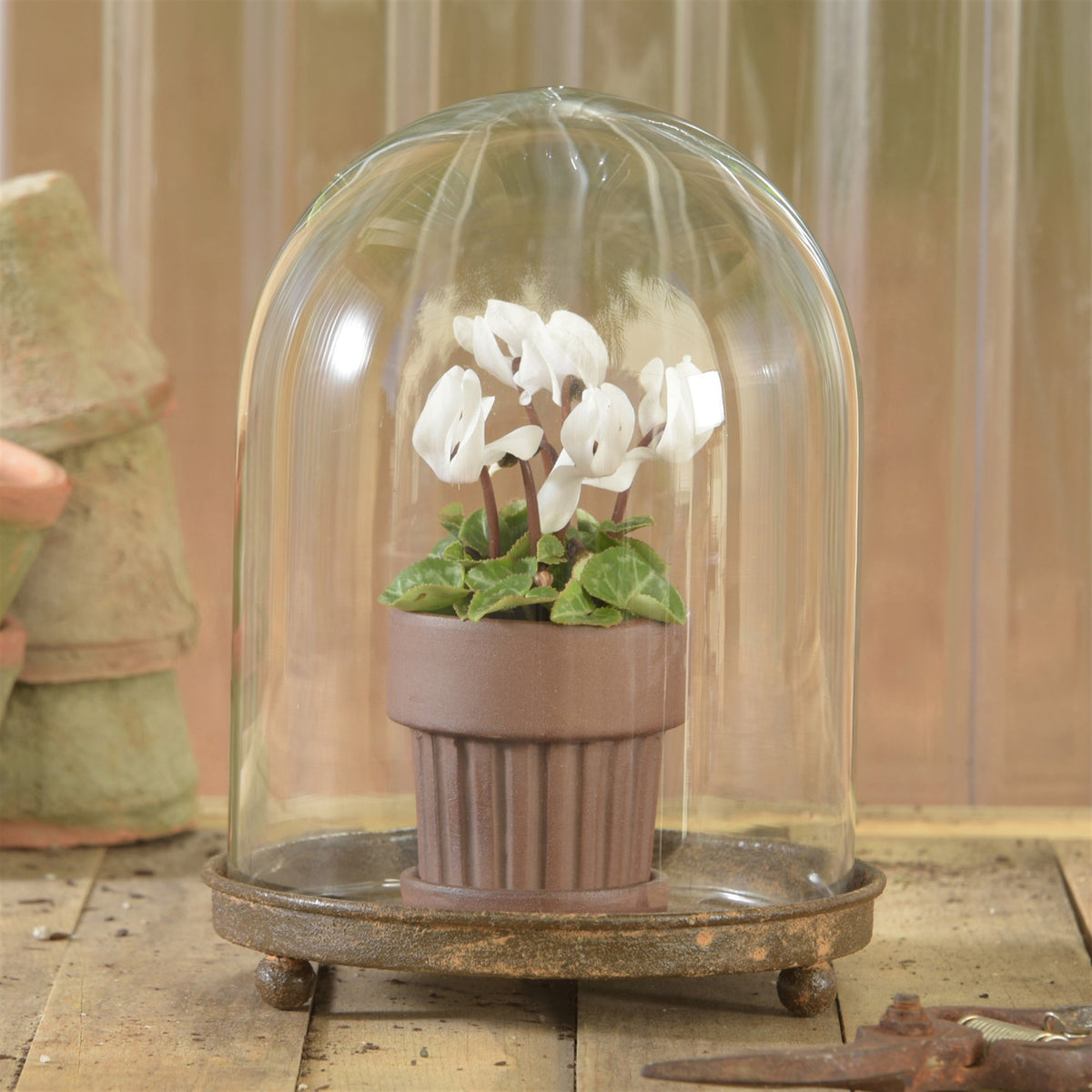 Mirabelle Glass Vitrine Cloche with Rustic Metal Base by Rust & Cinder