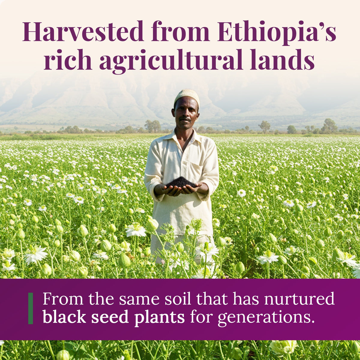 Ethiopian Black Seed Oil 5oz (GLASS) by BioNatal
