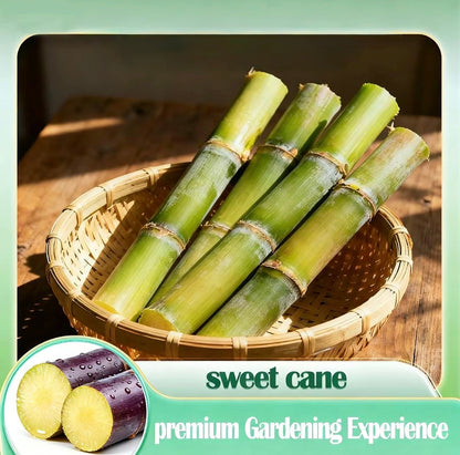 SweetHarvest Sugarcane Seeds by V.I.P Digital Presence