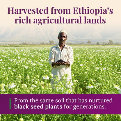 Ethiopian Black Seed Oil 16oz (GLASS) by BioNatal