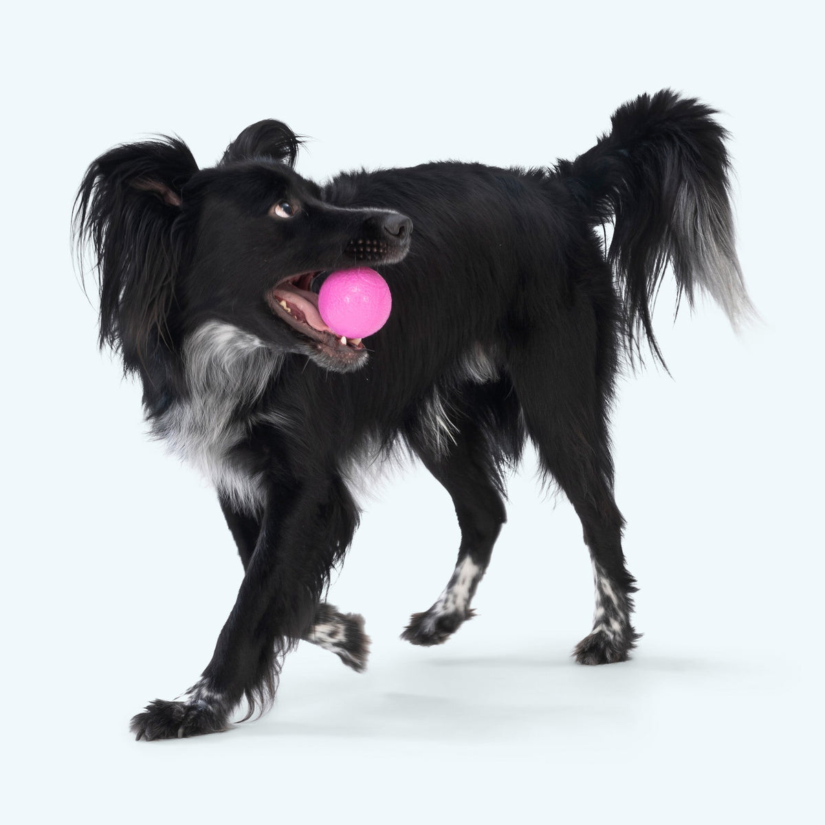 Boundr by West Paw
