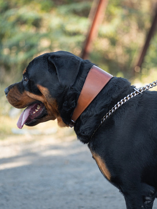 Oval Leather Dog Collar - Tan by Classy Leather Bags
