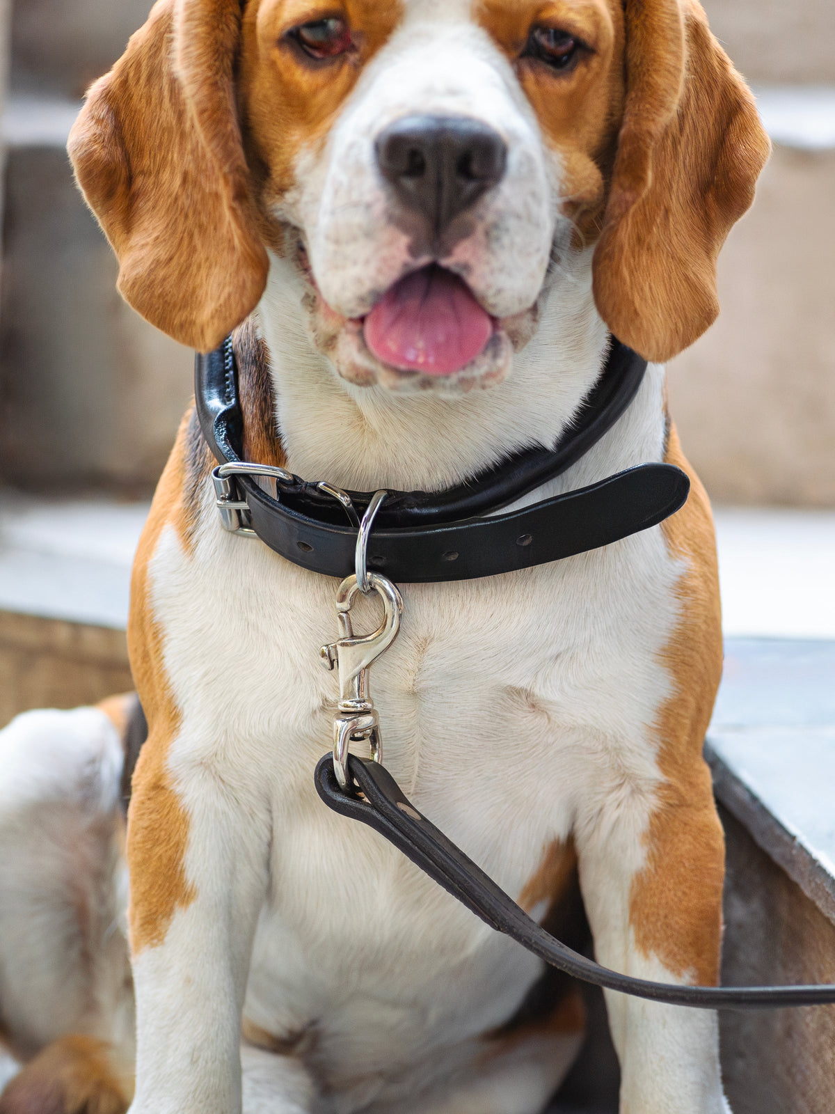 Rolled Leather Dog Collar by Classy Leather Bags