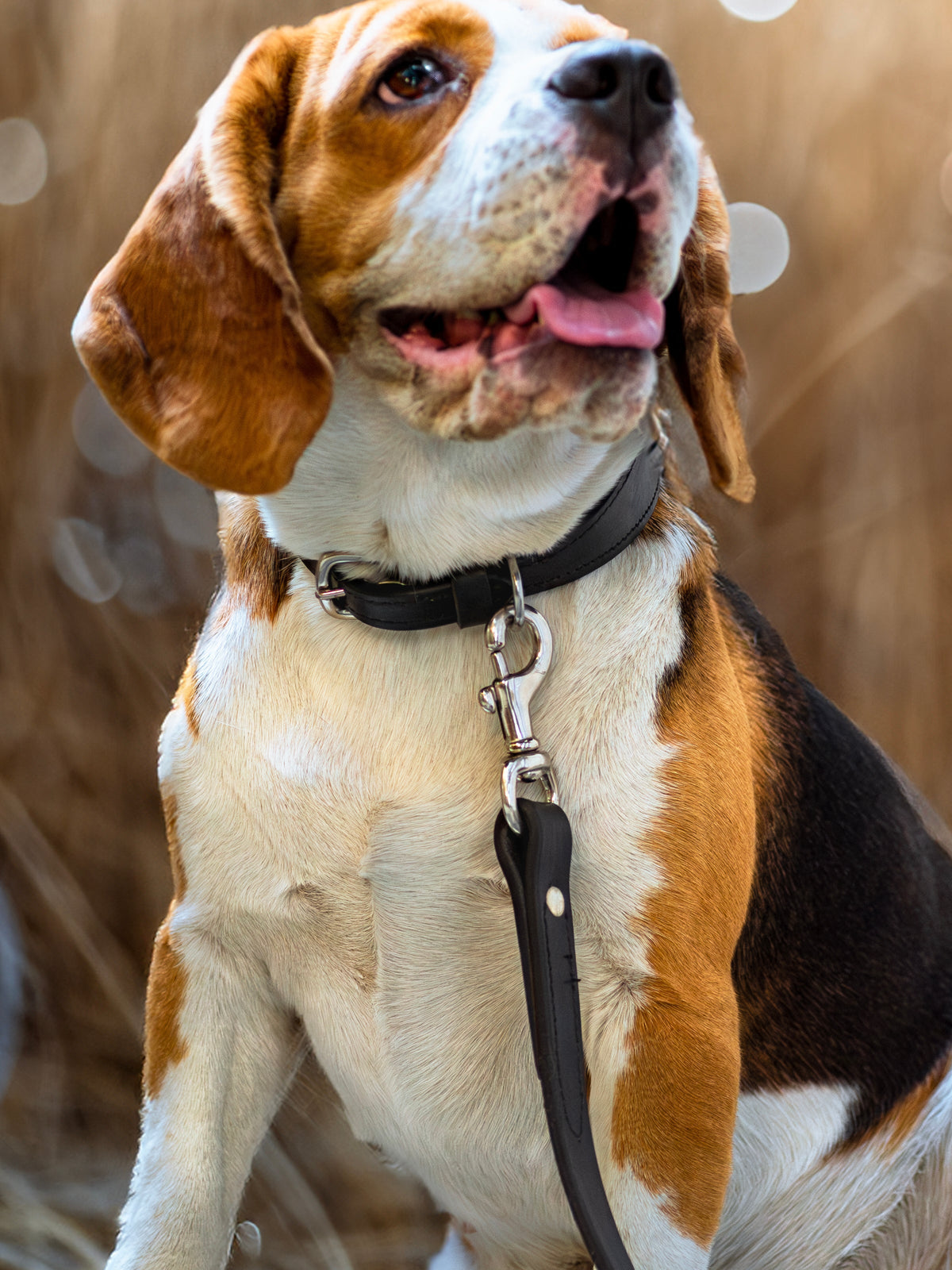Leather Dog Leash by Classy Leather Bags