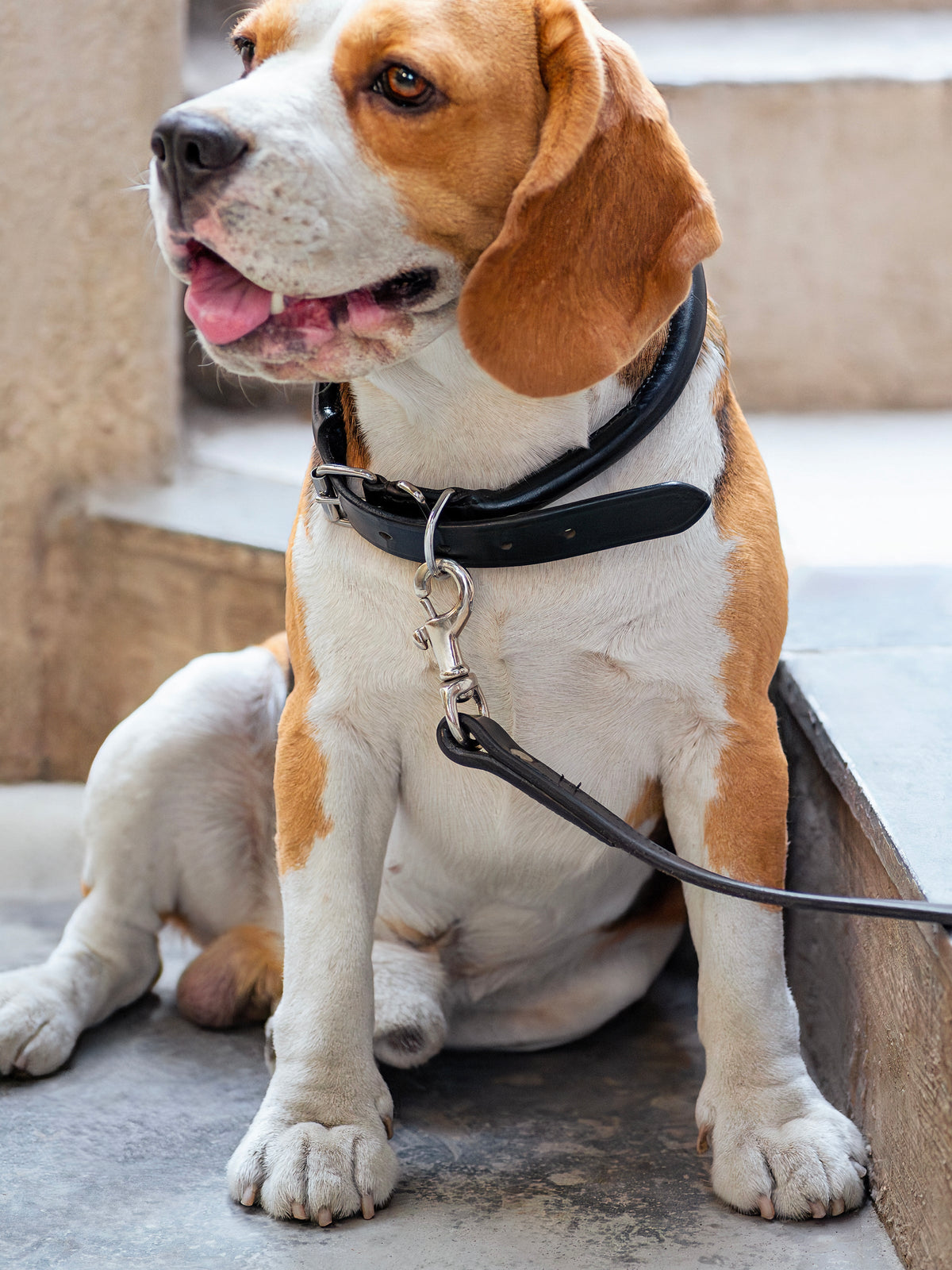Leather Dog Leash by Classy Leather Bags
