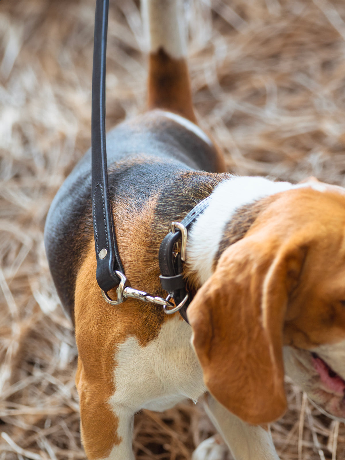 Leather Dog Leash by Classy Leather Bags