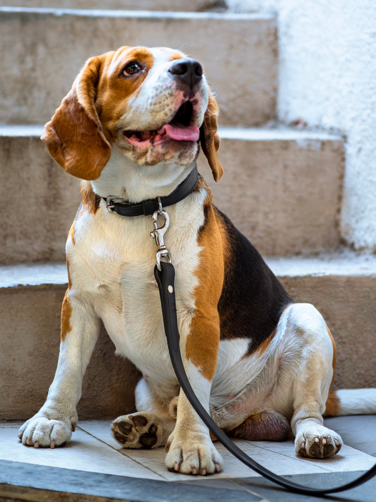 Leather Dog Leash by Classy Leather Bags