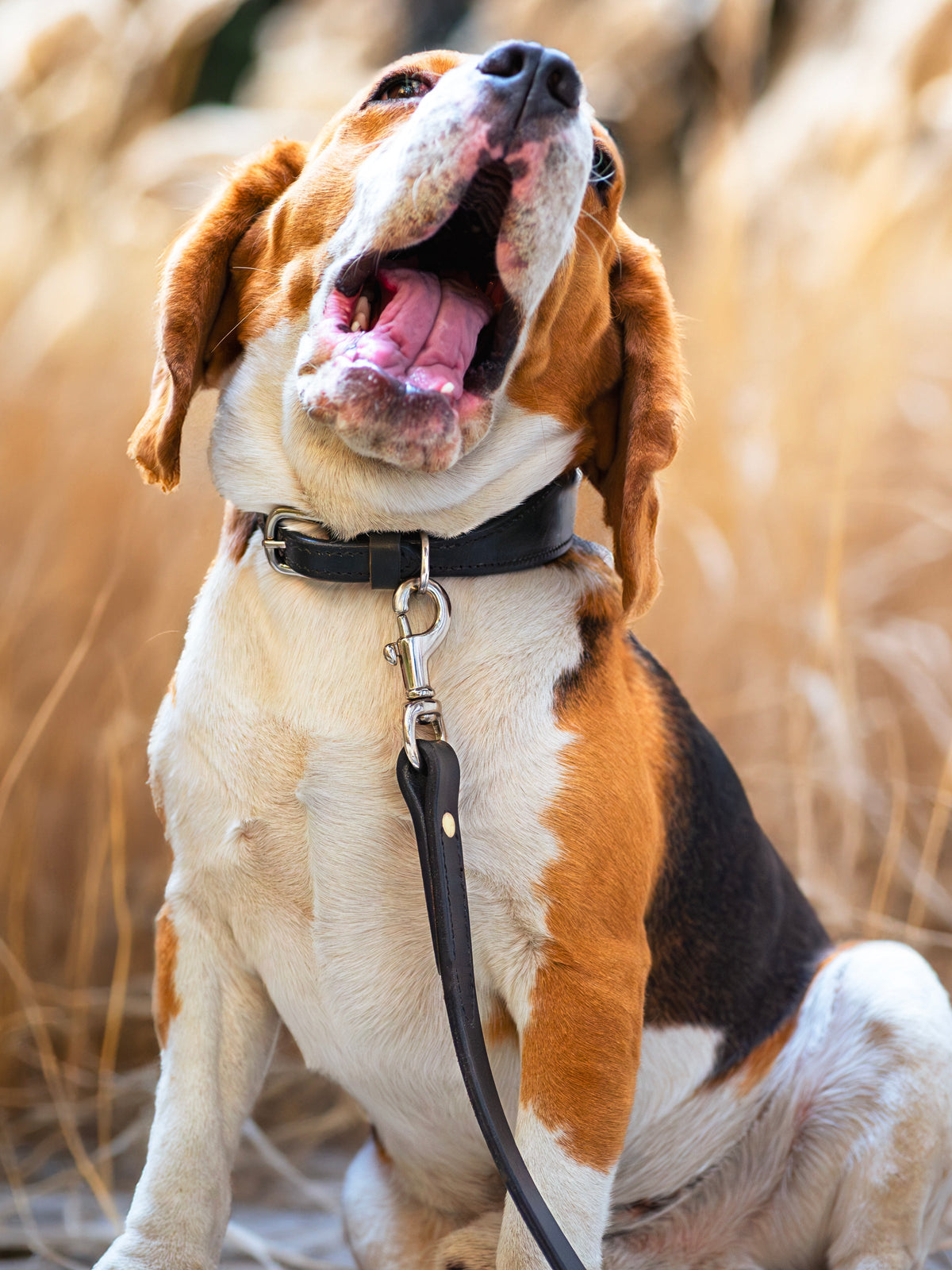 Leather Dog Leash by Classy Leather Bags