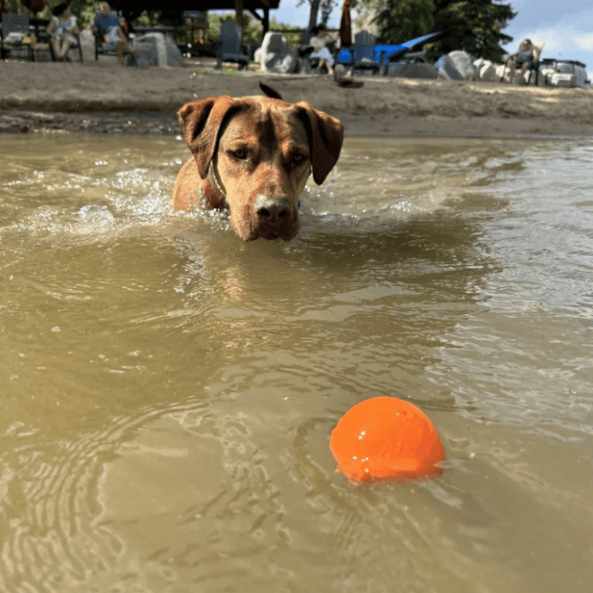Dog Fetch Balls by Farm To Pet