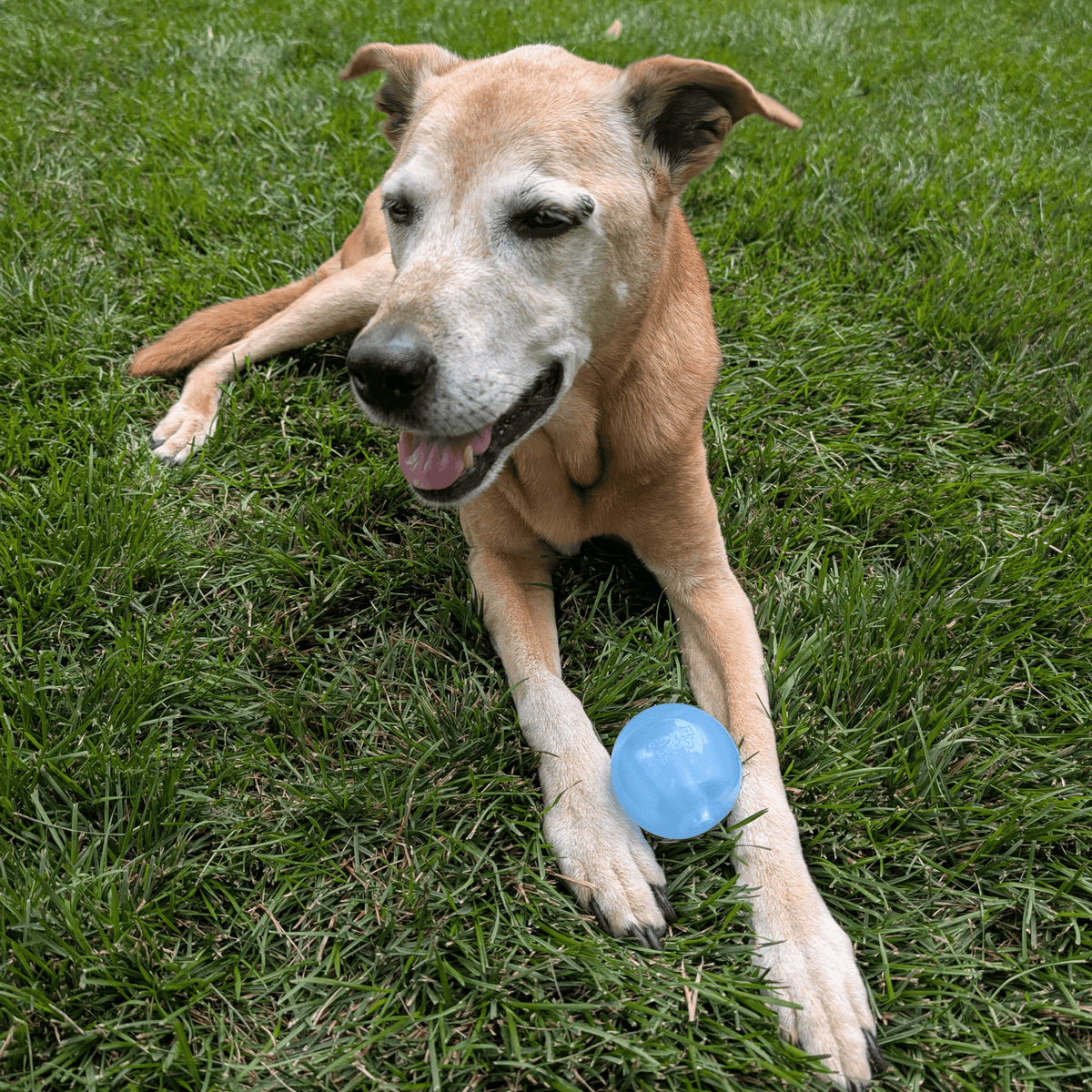 Dog Fetch Balls by Farm To Pet