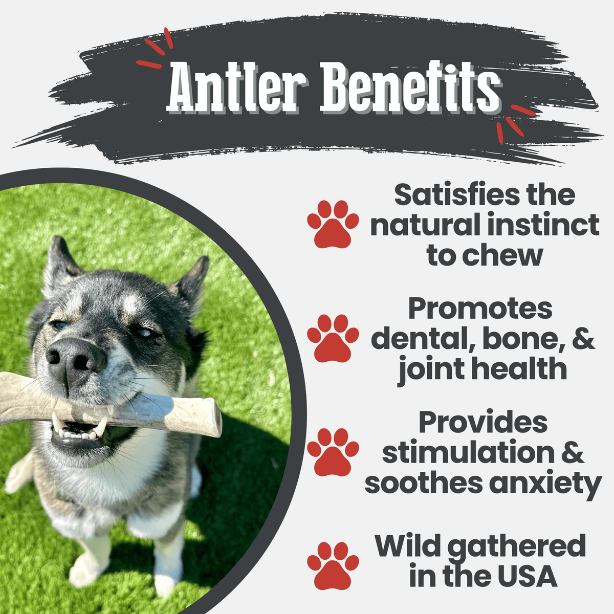 Reindeer Antler Dog Chews | Organic Chews for Dogs by Farm To Pet
