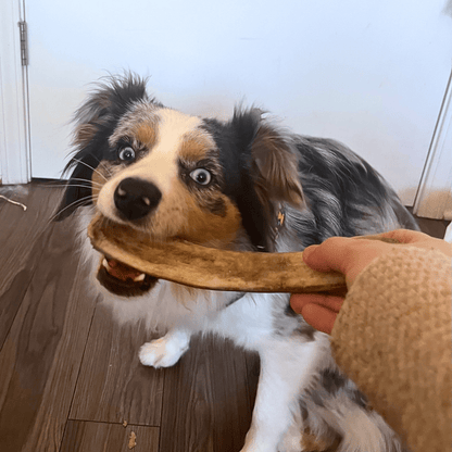 Reindeer Antler Dog Chews | Organic Chews for Dogs by Farm To Pet