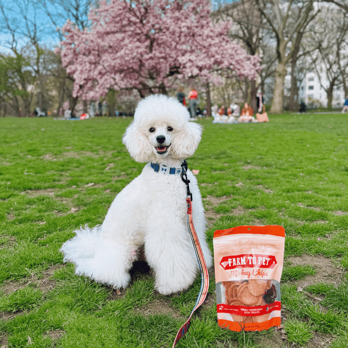 Turkey Chips for Dogs | All-Natural Single-Ingredient Healthy Dog Treats by Farm To Pet