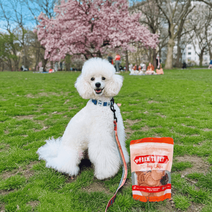Turkey Chips for Dogs | All-Natural Single-Ingredient Healthy Dog Treats by Farm To Pet