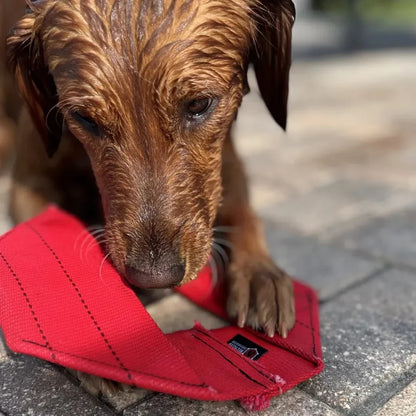 Fire Hose Dog Frisbee by Recycled Firefighter