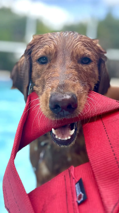 Fire Hose Dog Frisbee by Recycled Firefighter