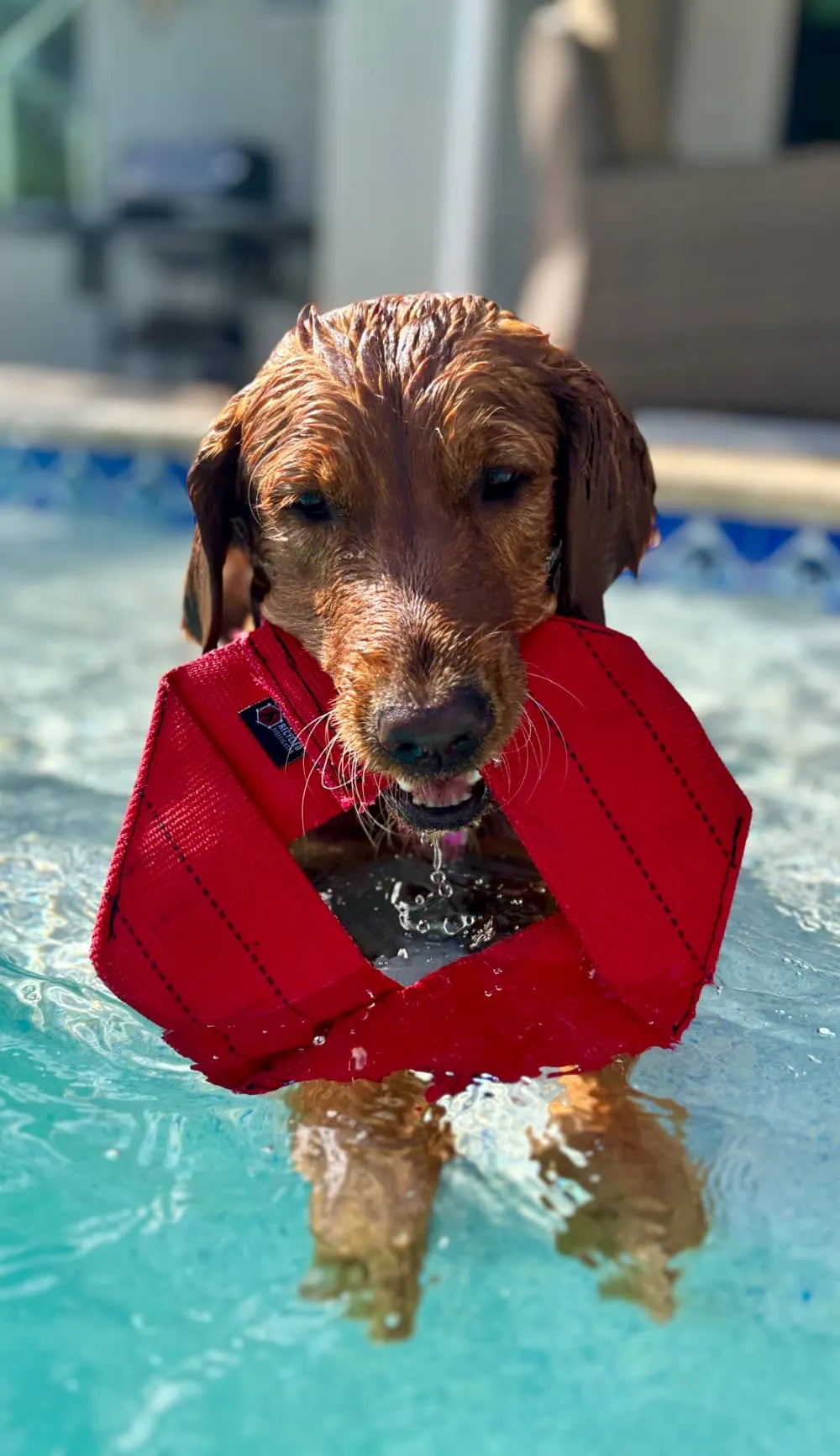 Fire Hose Dog Frisbee by Recycled Firefighter