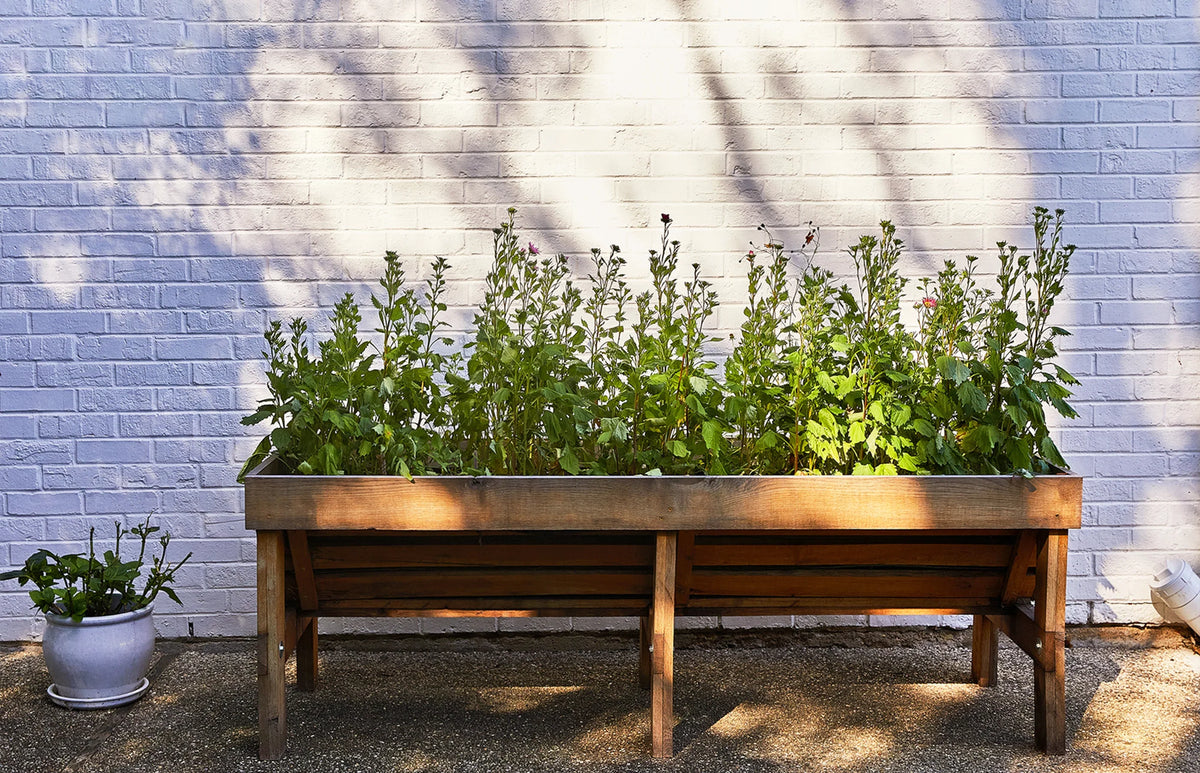 Plantable Wildflower Seed Pop Gift | Modern Sprout by Rust & Cinder