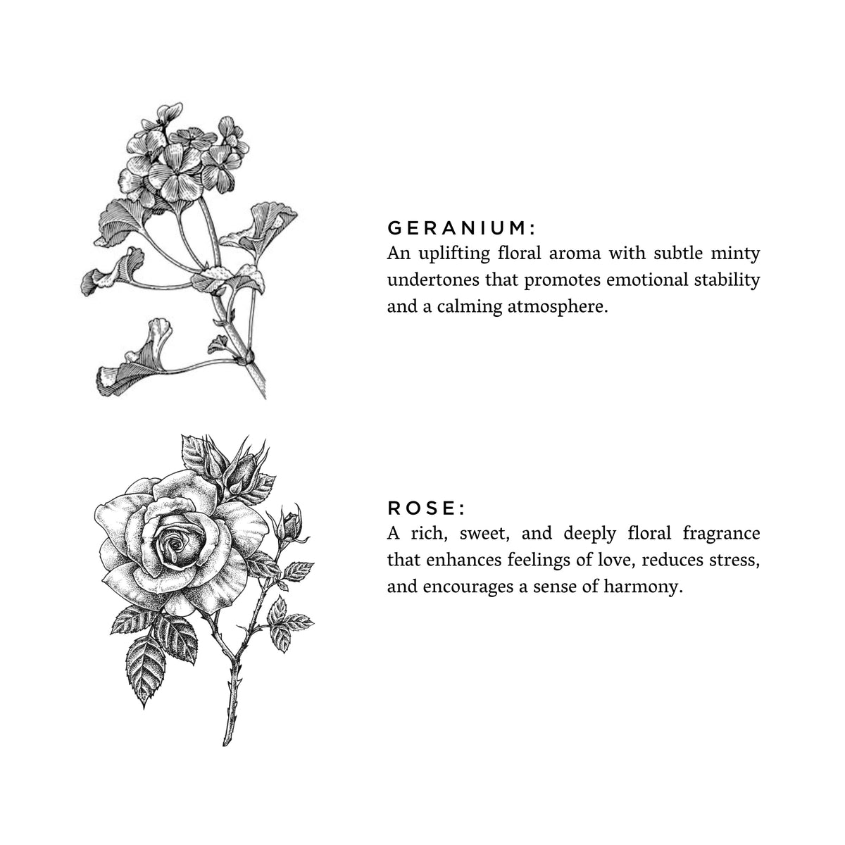 Geranium + Rose by Slow North