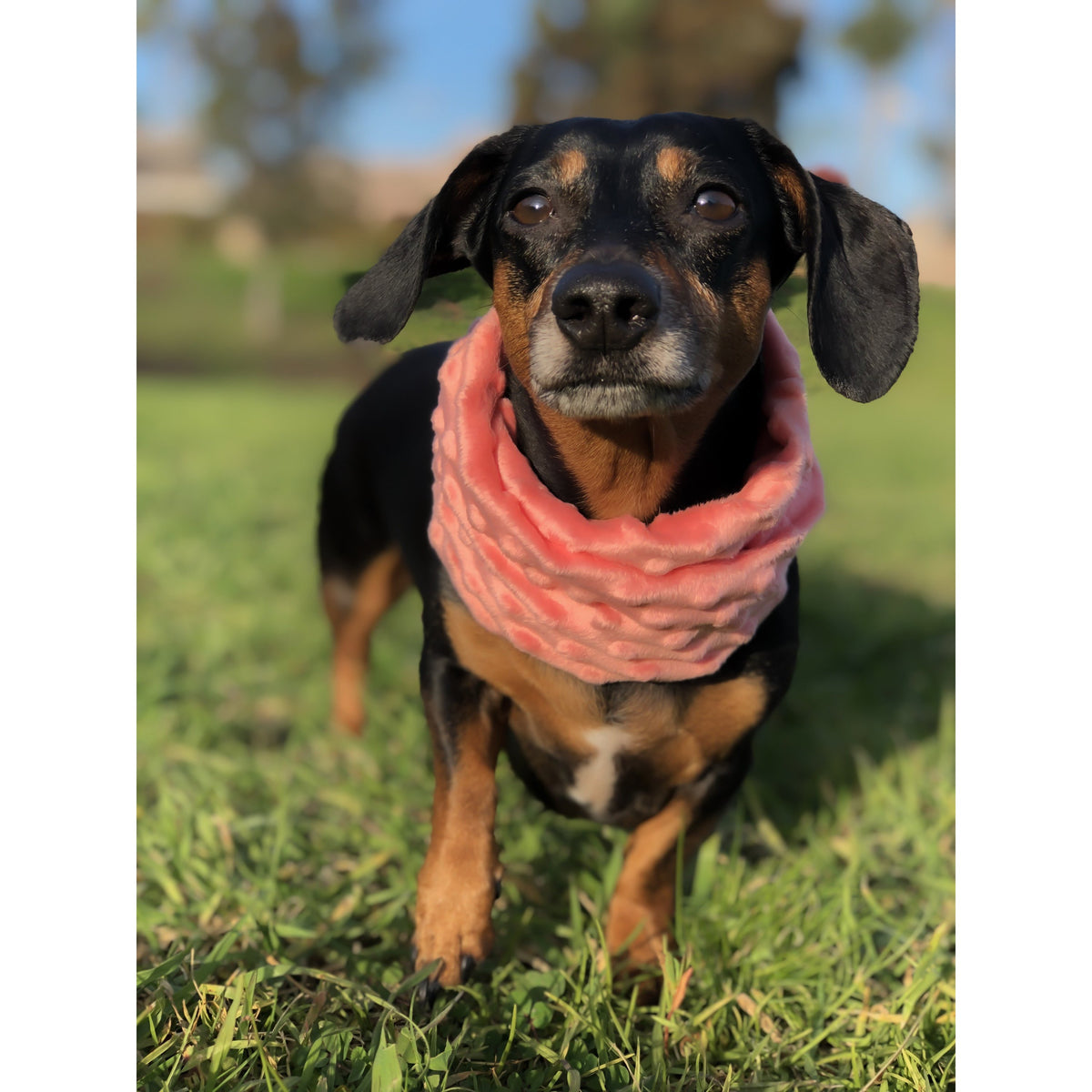 Hubba Hubba Scarf by Scarlet Gaia