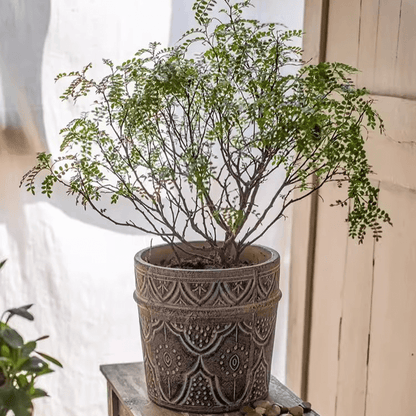 Classic Element Art Planter Clay Flowerpot by RusticReach