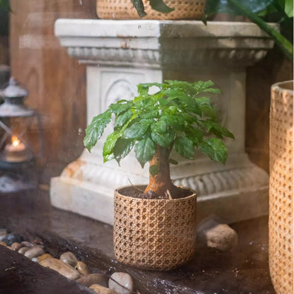 Rattan Texture Cement Planter by RusticReach