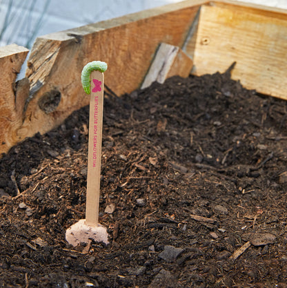 Plantable Wildflower Seed Pop Gift | Modern Sprout by Rust & Cinder