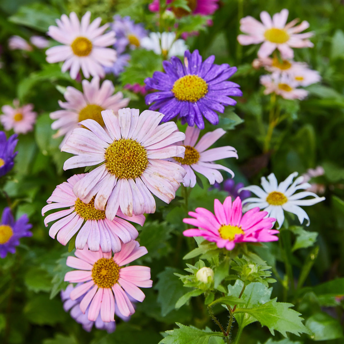 Plantable Wildflower Seed Pop Gift | Modern Sprout by Rust & Cinder