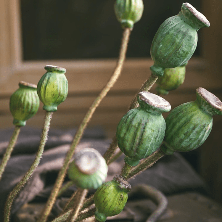 Green Poppy Fruit Stem 30.7" Tall 3-Stem Bundle by RusticReach