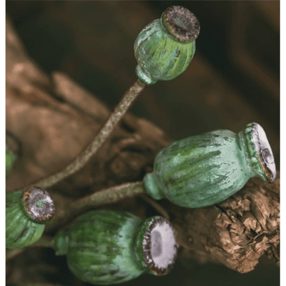 Green Poppy Fruit Stem 30.7" Tall 3-Stem Bundle by RusticReach
