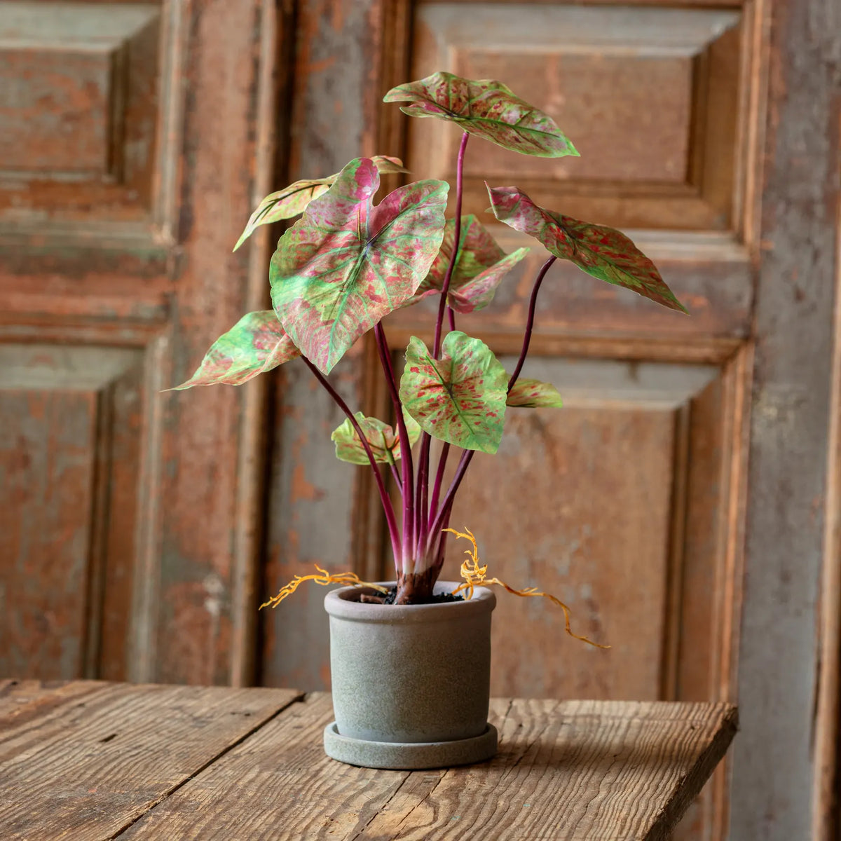 Faux Potted Caladium Plant by Rust & Cinder