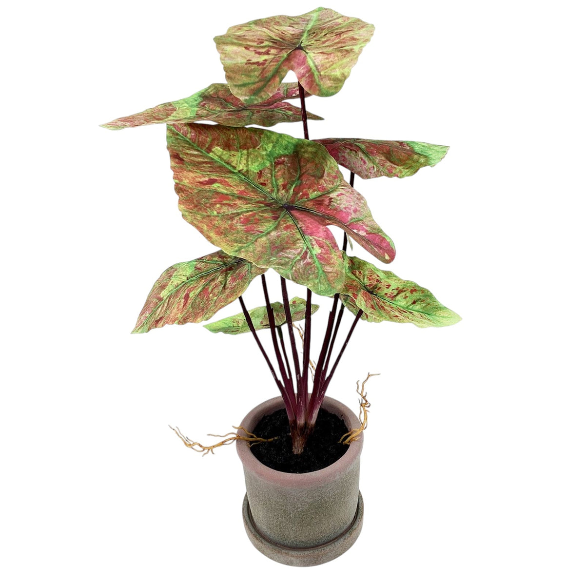 Faux Potted Caladium Plant by Rust & Cinder