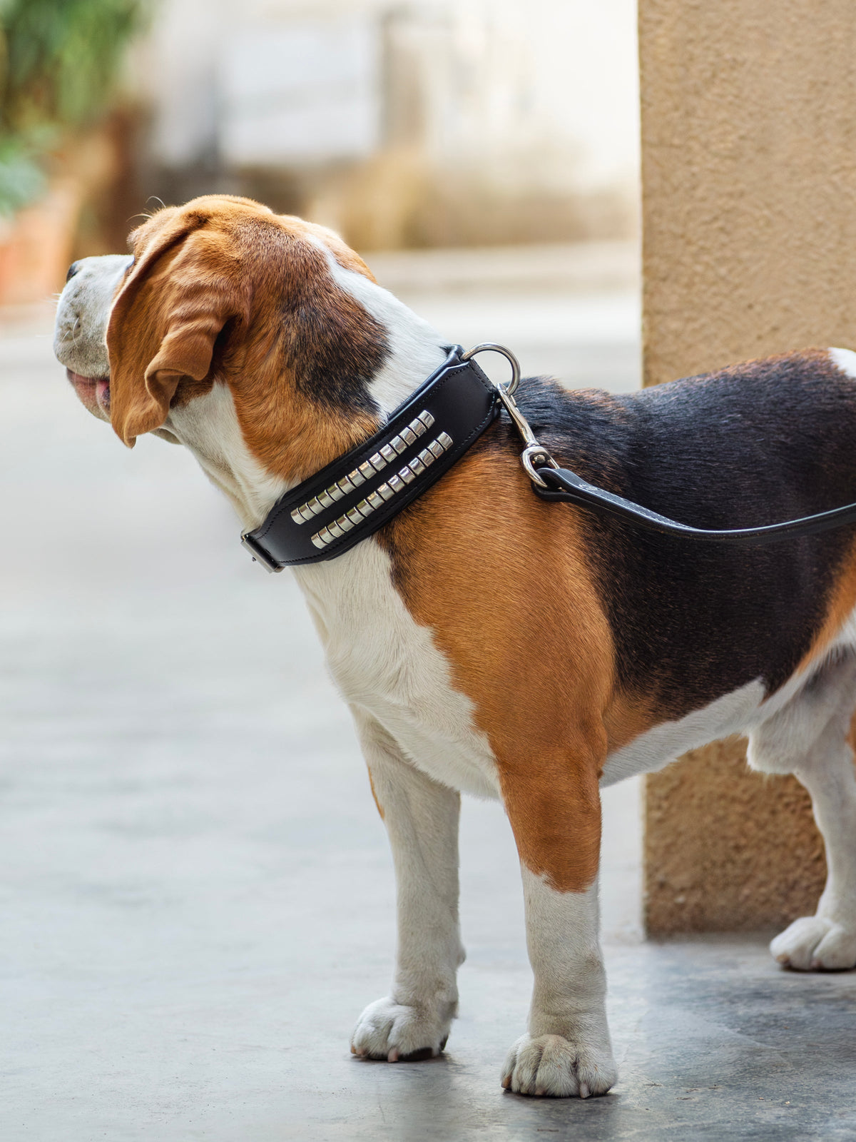 Leather Collar with Designer Studs by Classy Leather Bags