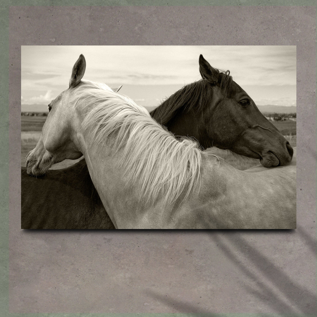 Monochrome Couple Horse Canvas Wall Art by Tailored Canvases