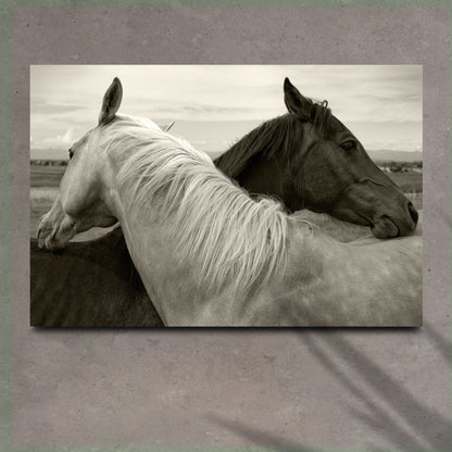 Monochrome Couple Horse Canvas Wall Art by Tailored Canvases