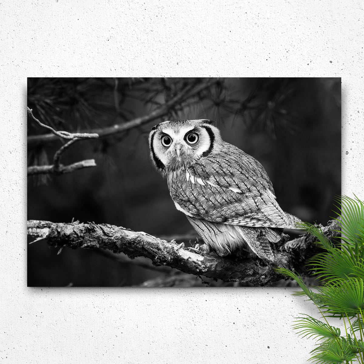 Black And White Owl Canvas Wall Art by Tailored Canvases