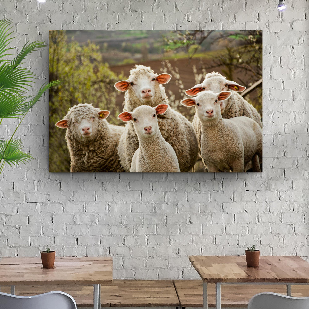 Curious Sheep Canvas Wall Art by Tailored Canvases