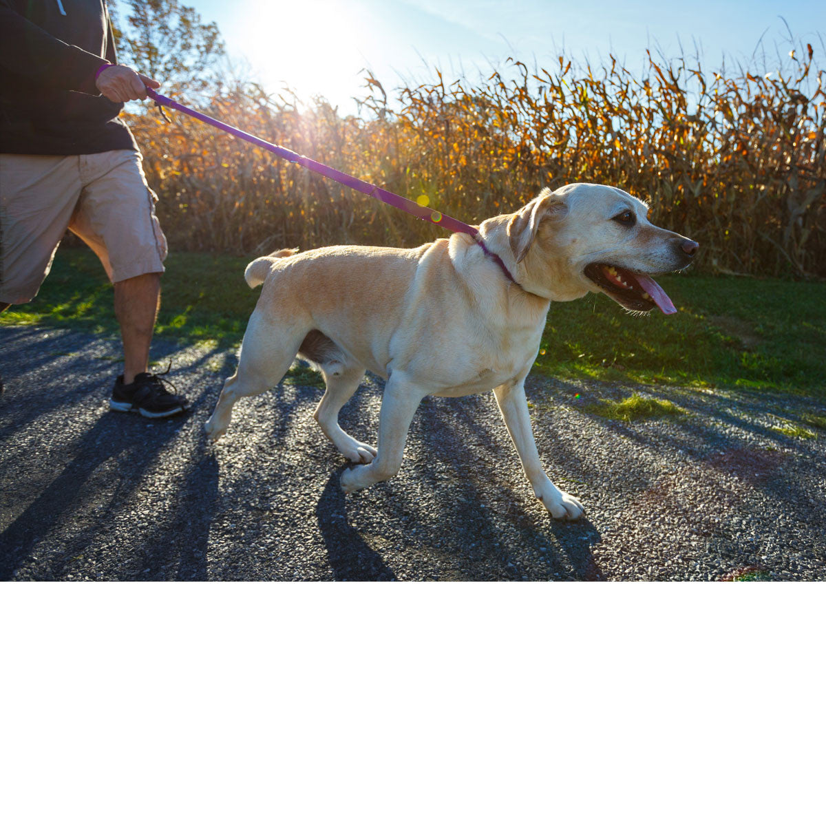 Urban Walk'r - Shorter No Pull Leash by WACKYstore