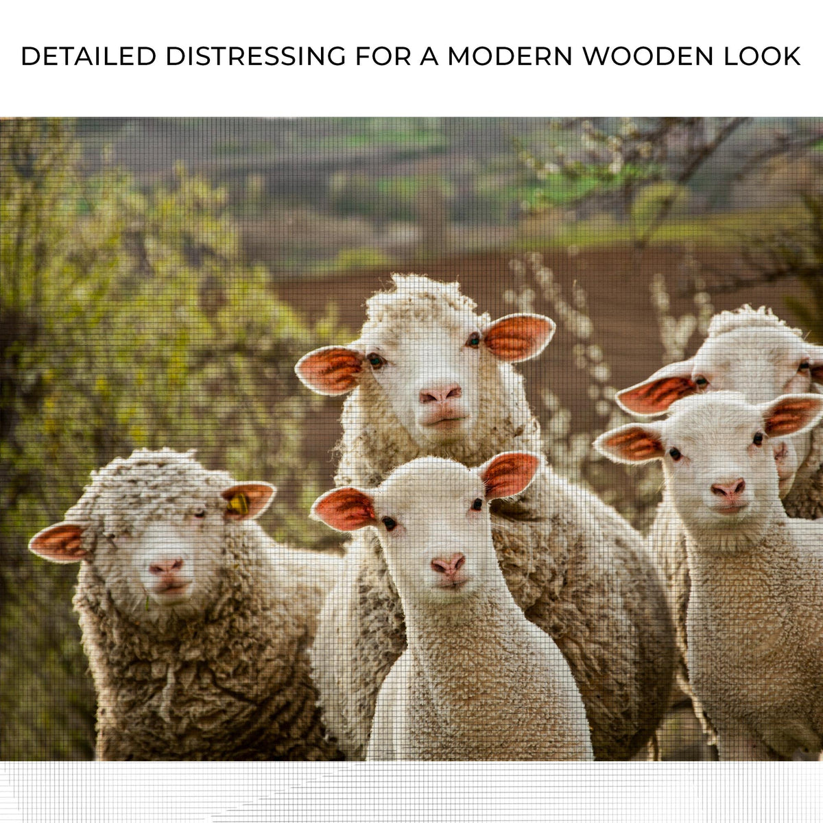 Curious Sheep Canvas Wall Art by Tailored Canvases