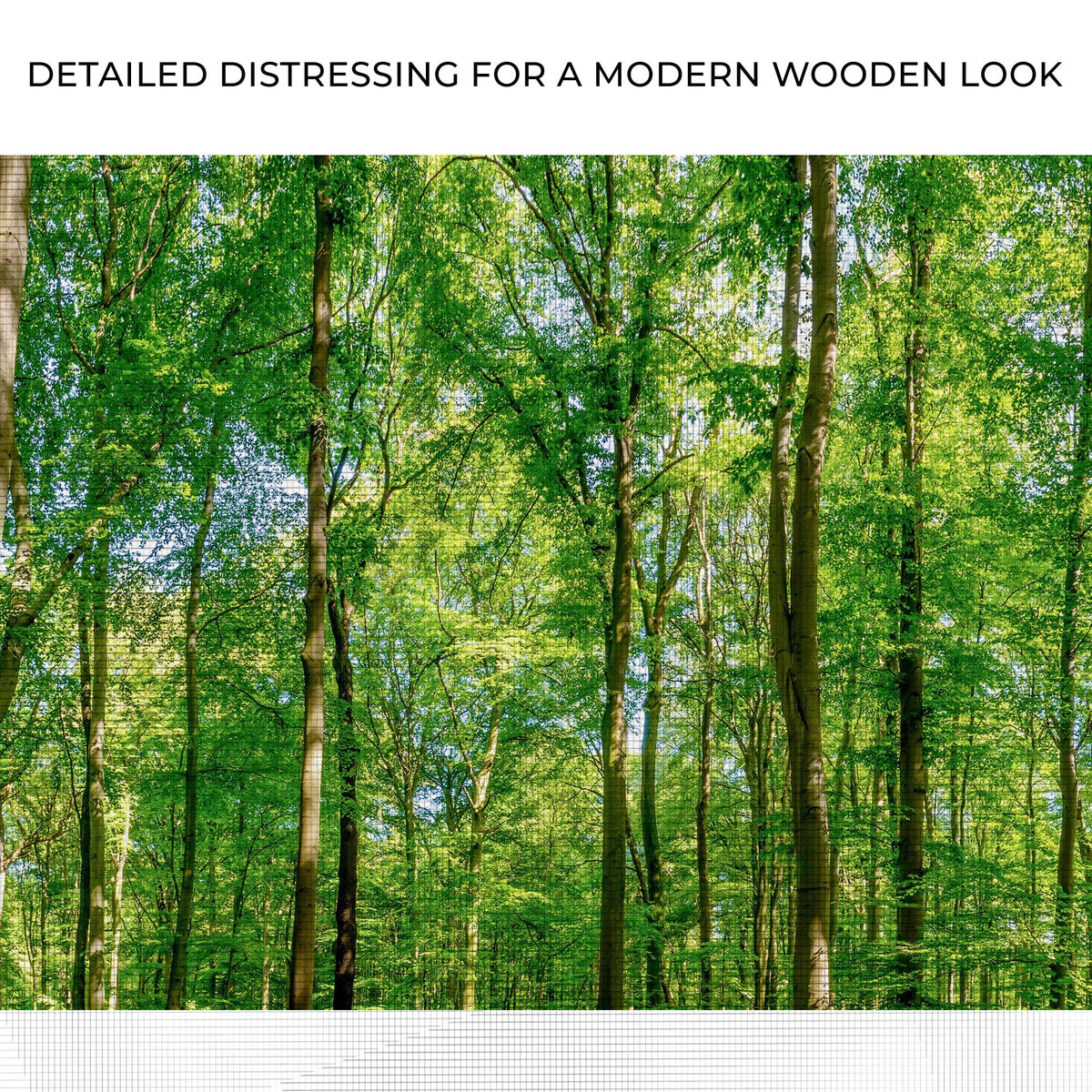 Golden Rays Into The Forest Canvas Wall Art by Tailored Canvases