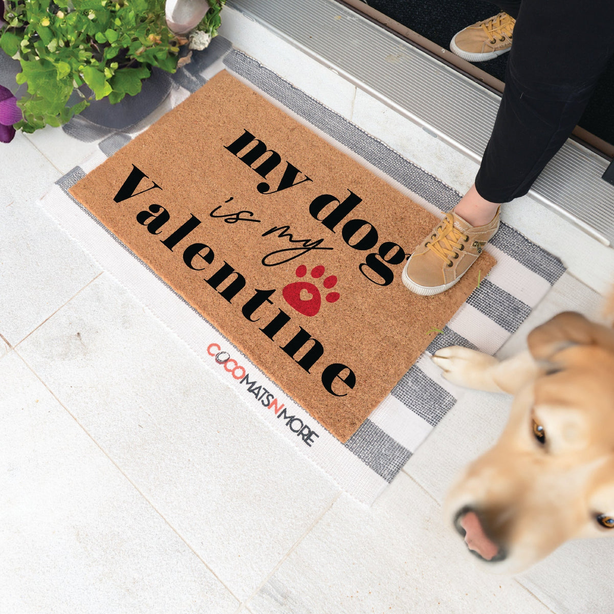 Dog ValentineTorqelo.com