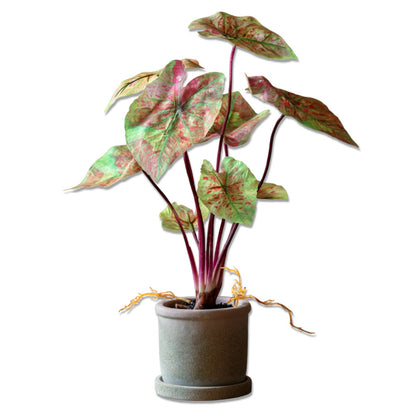Faux Potted Caladium Plant by Rust & Cinder