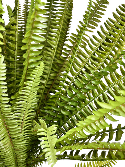 Boston Fern Bush by Rust & Cinder