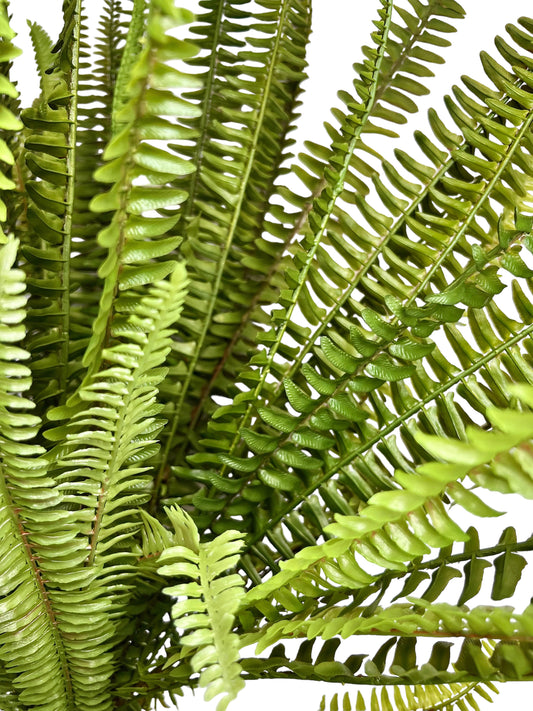 Boston Fern Bush by Rust & Cinder