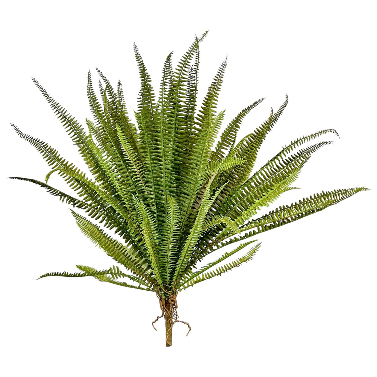 Boston Fern Bush by Rust & Cinder