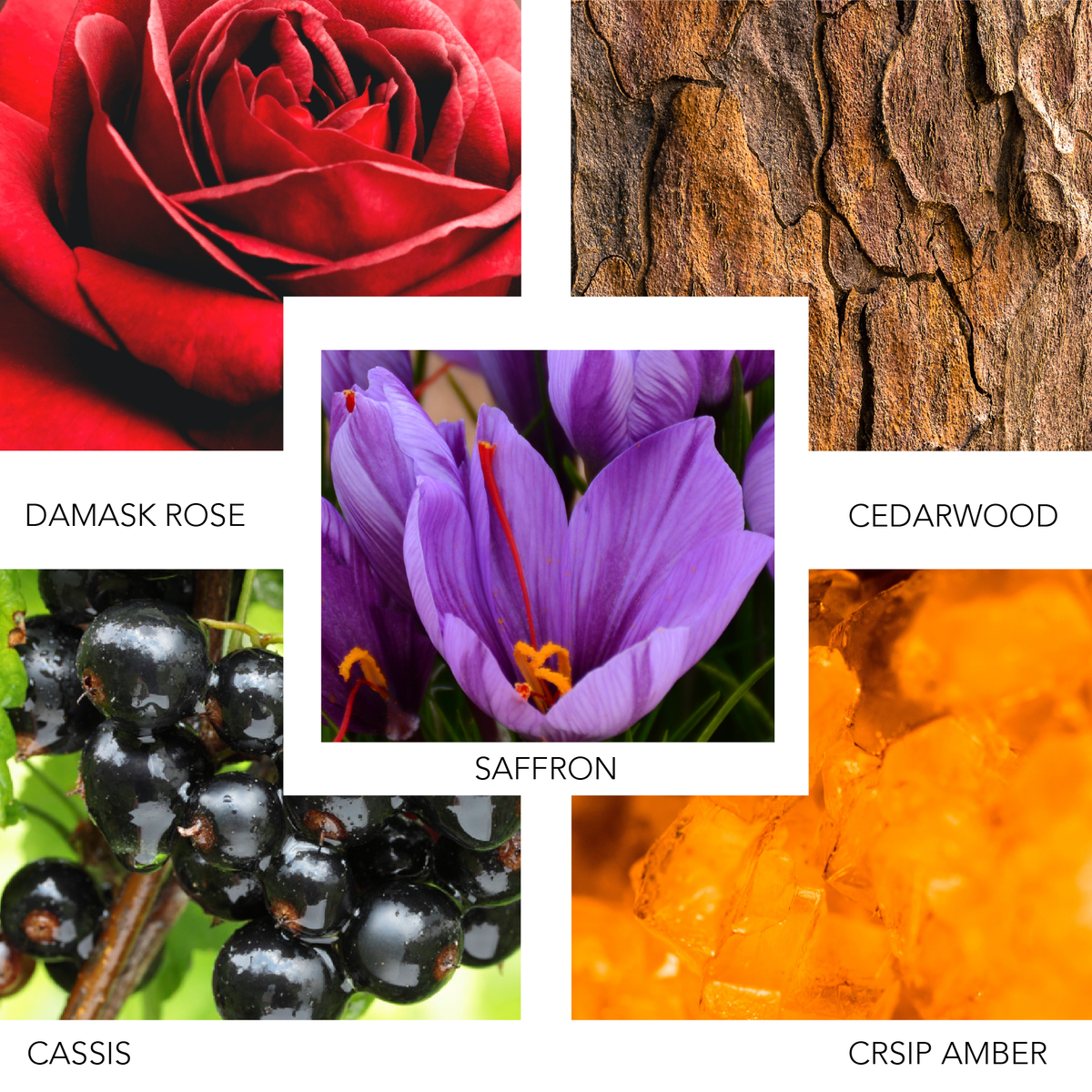 ROSE INK eau de parfum (100ml)FragranceTorqelo.com